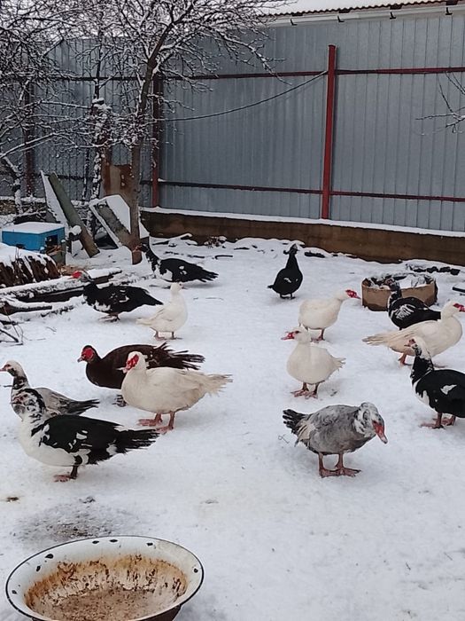 Rațe mute de vânzare