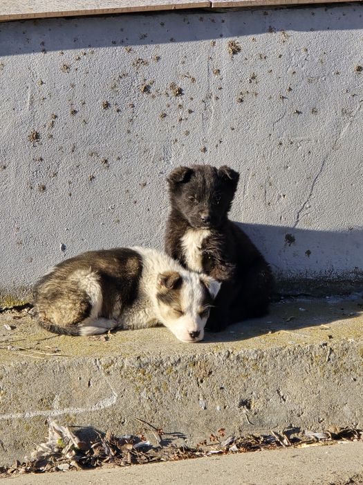 Spre adopție 2 cățeluși drăgălași