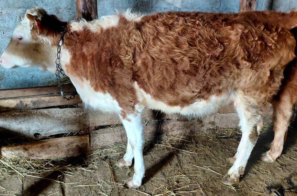 Продам телок стельные