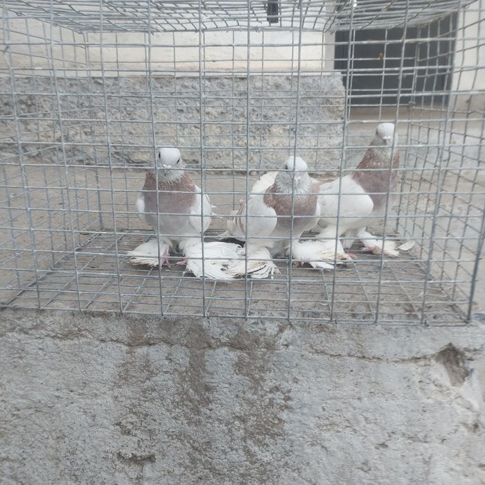 Сирени 2самец 1 самка лет с игрой сталбом