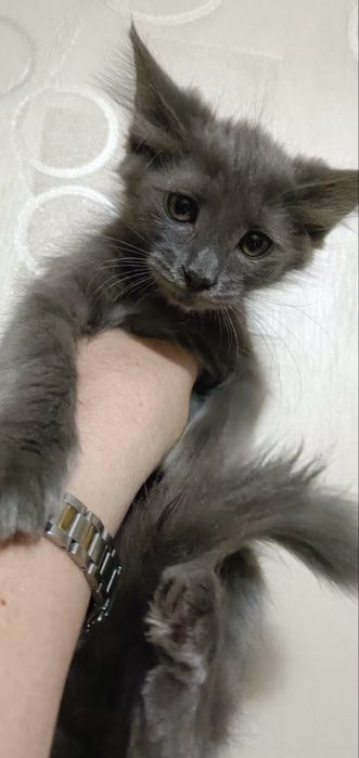 Котята в добрые руку