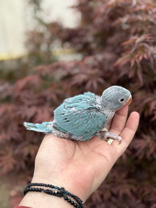 Pui blanzi papagali vorbitori Micul alexandru alexander