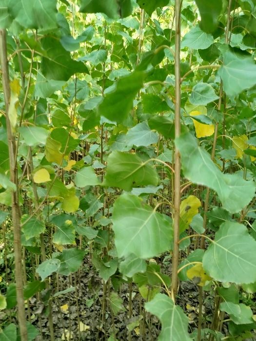 Oʻzbekiston terak koʻchatlar