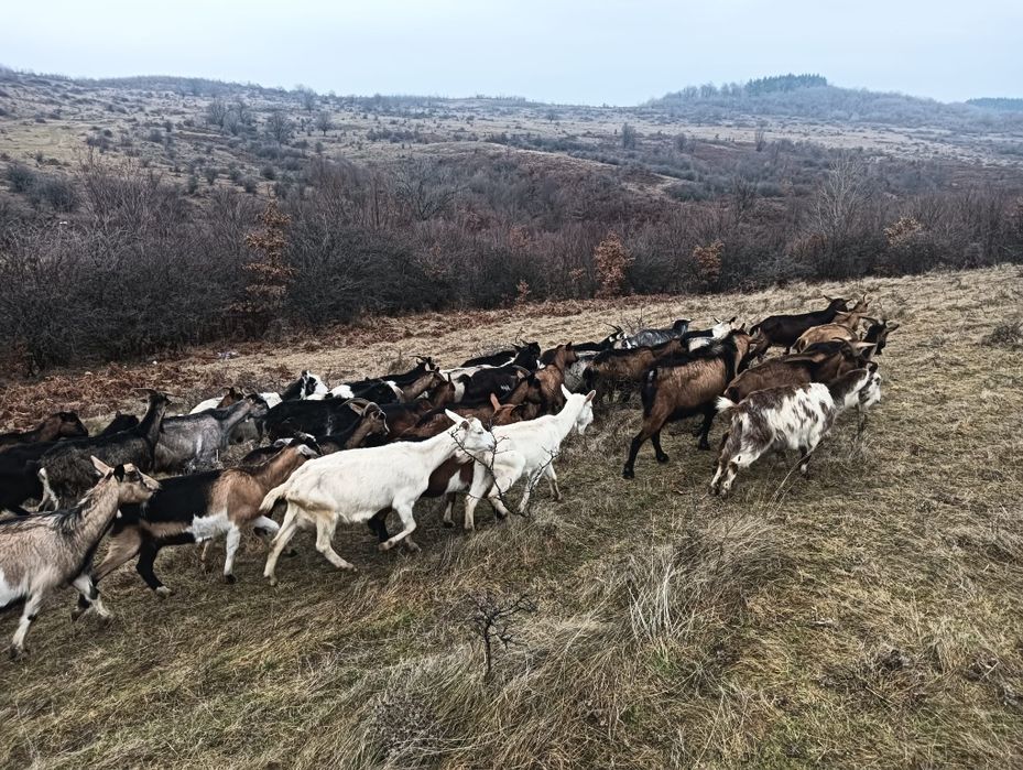 Capre de vânzare urgent