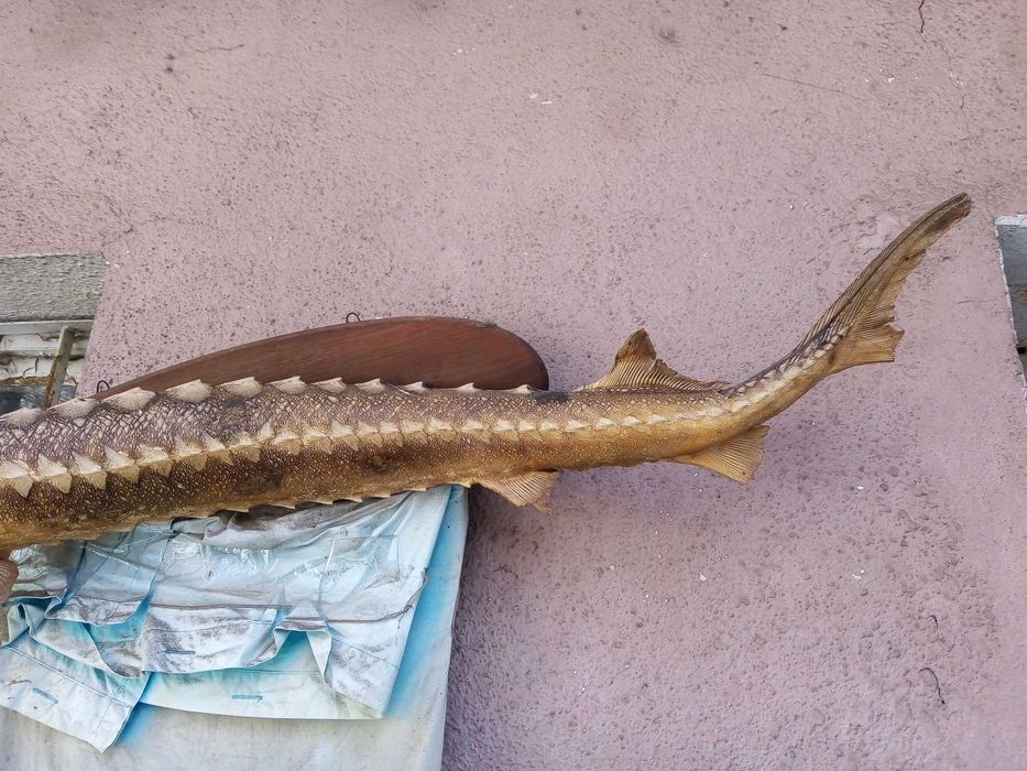 Голяма препарирана риба есетра, 117 см, Винтидж