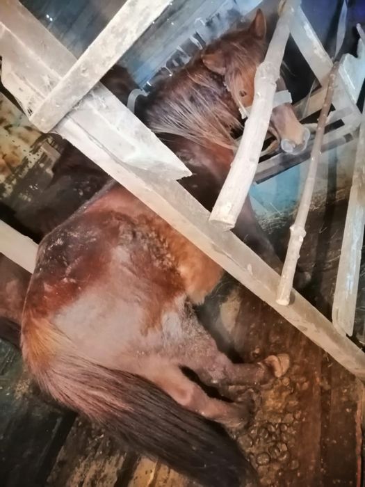 Жылқылар сатылады