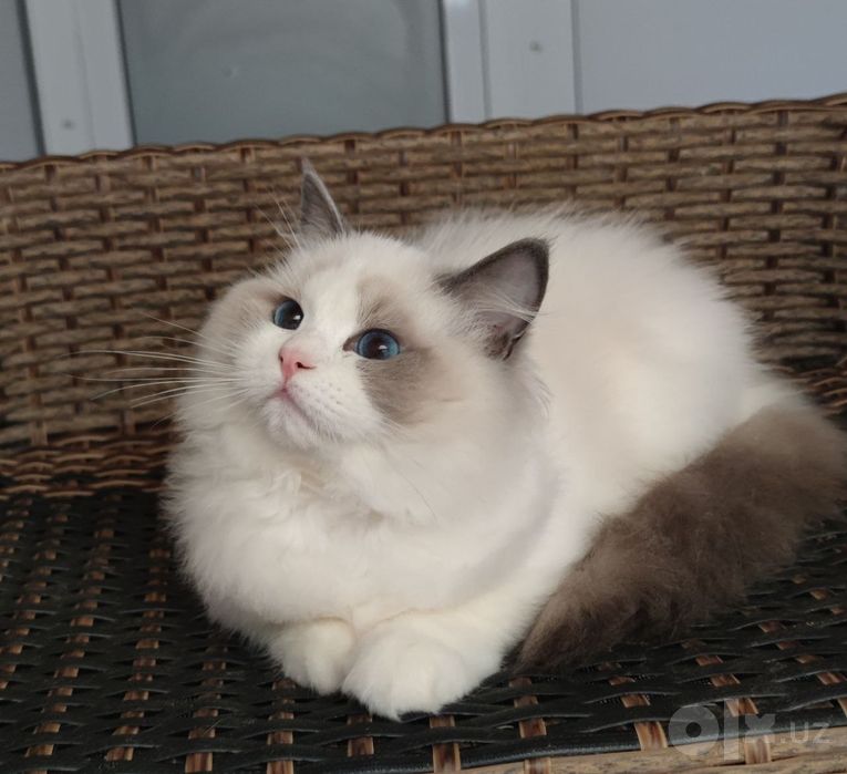 Regdoll, Регдолл