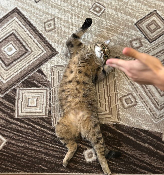 Ищем дом для кота
