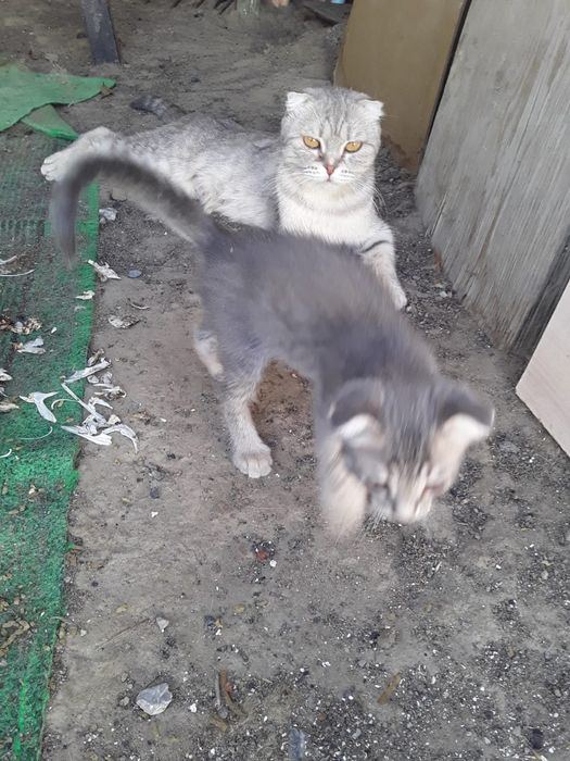 Вислоухая кошечка