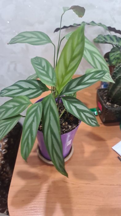 Продам  цветочки