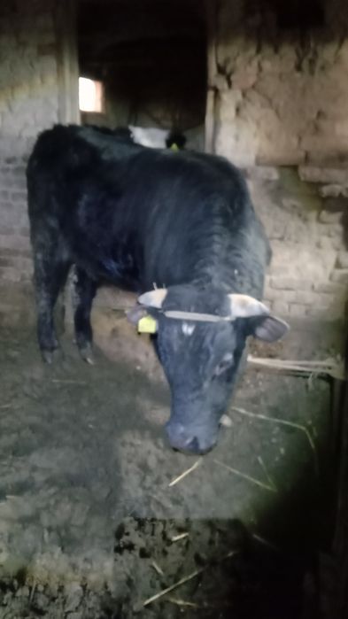 Бука сатылады жагдайын жаксы