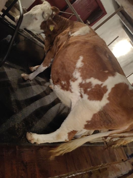 Vând sau schimb cu vaci de carne