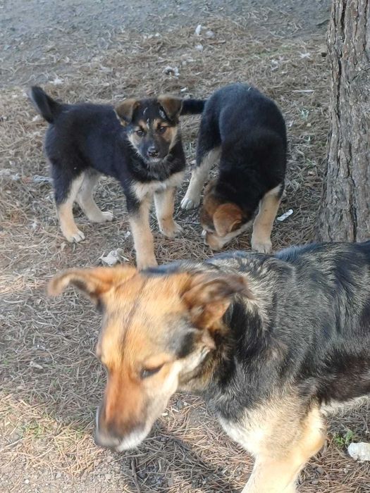 Щенки в добрые руки