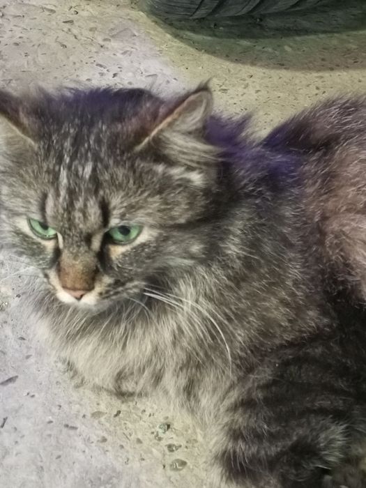 Sibir mushugi qizcha