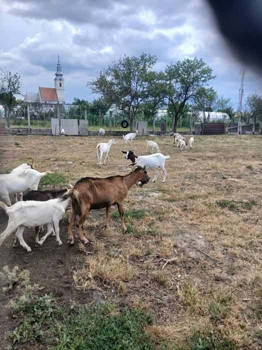 Vand capre  bune de lapte