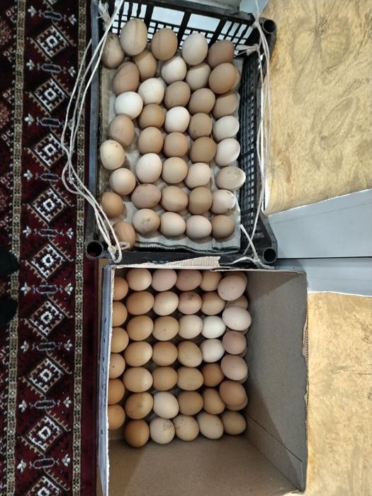 Gigant Brama tuxumlari sotiladi joʻja chiqarishga