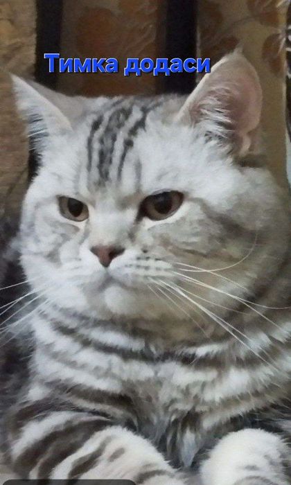Mushuk bolasi toza zot