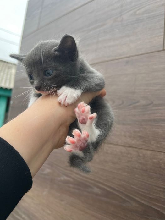 Котята 1 месяц ищут дом