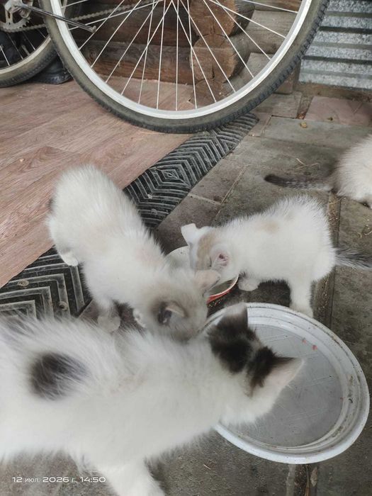 Отдам маленьких котят