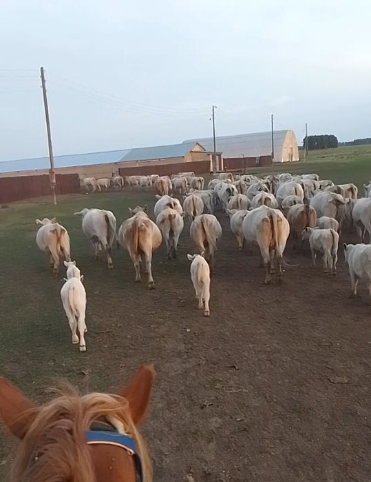 Ферма, Фазенда, Откорм площадка