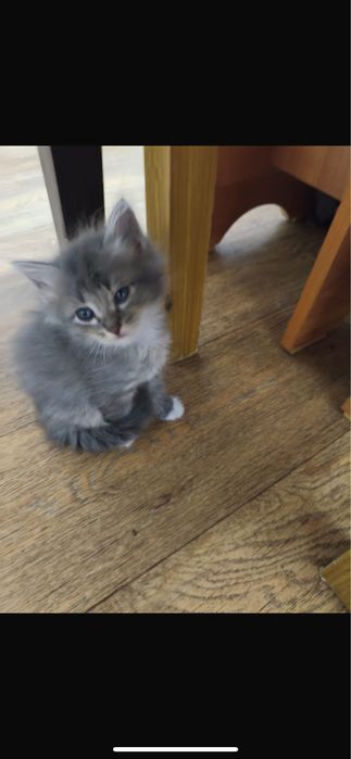маленькая котенок