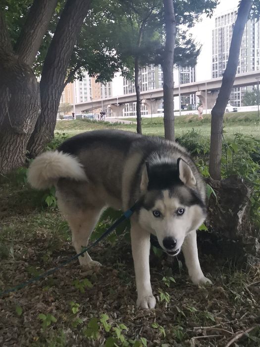 Выгул собак и   зооняня