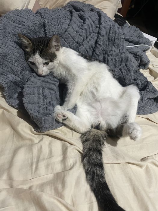 СРОЧНО, котенок мальчик
