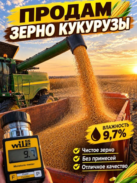 Кукуруза Зерно этого года
