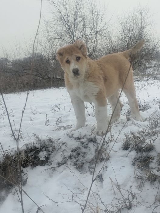 Щенки алабая САО