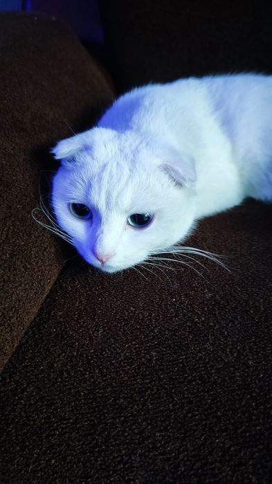 Белая веслаухая кошка