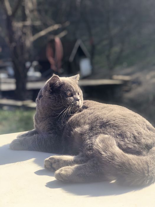 Motan British Shorthair