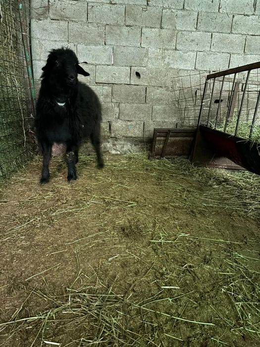 Қошқар сатамын..