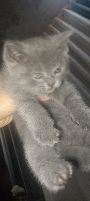 Paroʼdali mushukla sotiladi