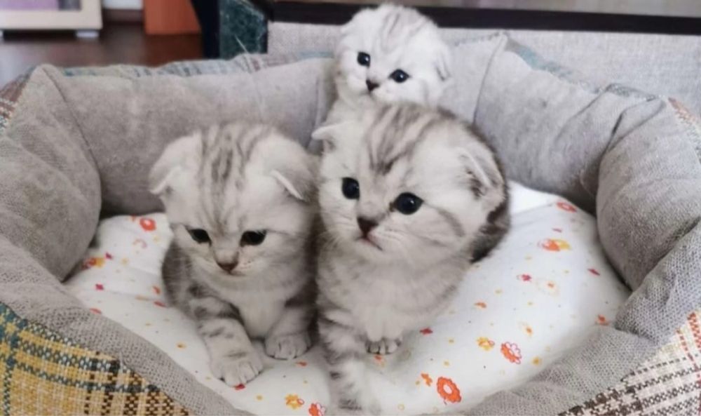 Восхитительные Котики