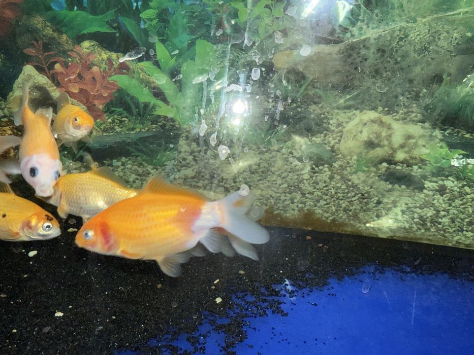 Продам рыб комет