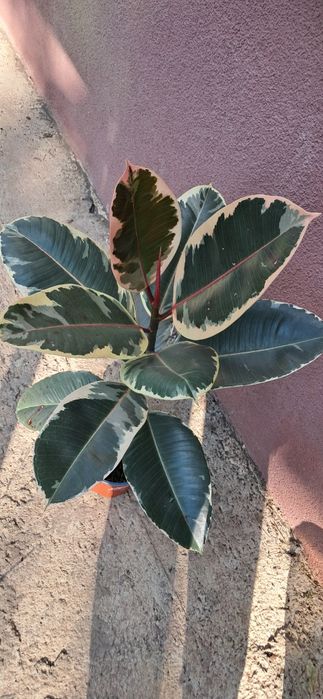 De vânzare ficus