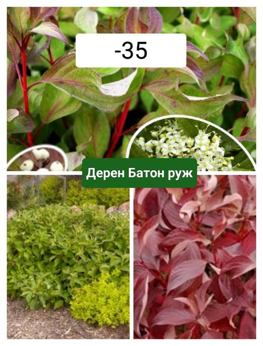 Сливы. Ели. Туи. Розы. Кустарники