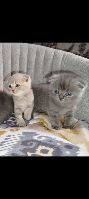 Скотиш фолд тоза зотли