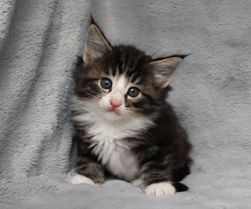 Maine Coon disponibil