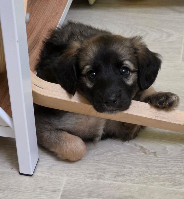 Щенки мальчики ищут дом