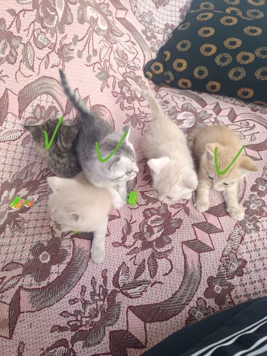 Котята.мысықтар.3000