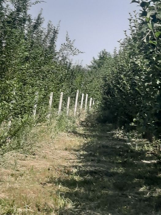 Продам сад ниже Бака ниже Болека
