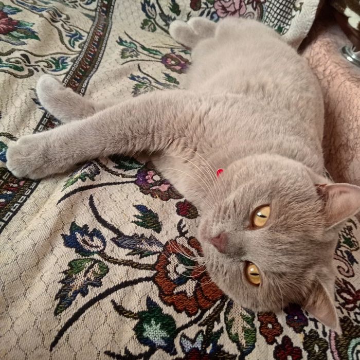 Потерялся кот по кличке Флоид