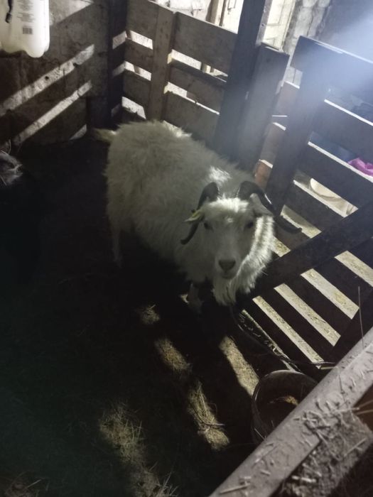 Козы/Ешкілер сатылады