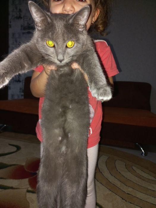 Котенок небольшой