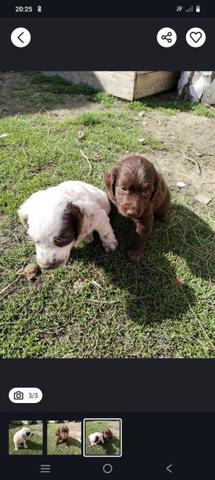 Продам чистокровных Спаниэлев