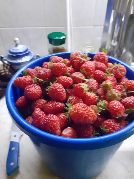 Рассада клубники