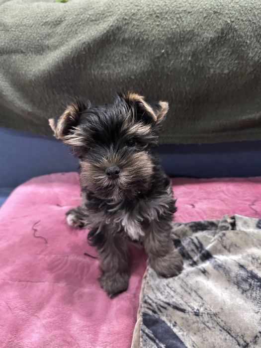 Щенок йоркширского терьера