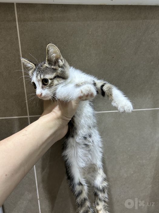 Котенок в добрые руки