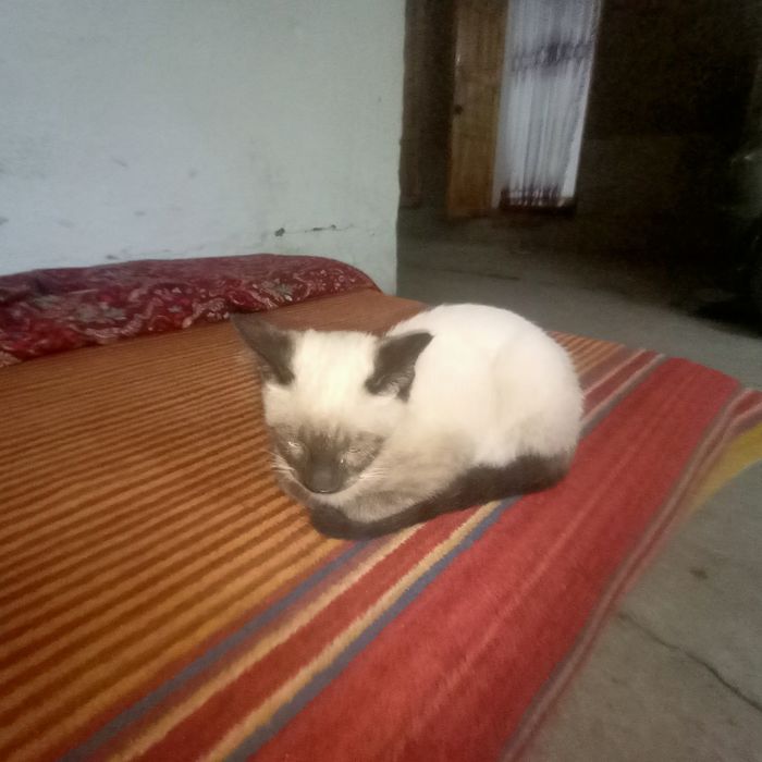 Продаётся котёнок сиамской кошки (мал)